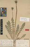 Isolectotype of Taraxacum angustisquameum Dahlst. ex H.Lindb. [family ASTERACEAE]