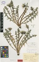 Isolectotype of Taraxacum ardisodon Dahst. [family ASTERACEAE]