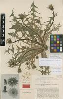 Isolectotype of Taraxacum canoviride H.Lindb. [family ASTERACEAE]