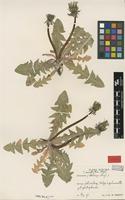 Isotype of Taraxacum coartatum G.E.Haglund [family ASTERACEAE]