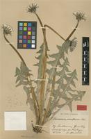 Isotype of Taraxacum croceiflorum Dahlst. [family ASTERACEAE]