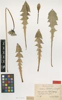 Isotype of Taraxacum dilatatum H.Lindb. [family ASTERACEAE]