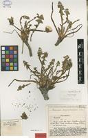 Isolectotype of Taraxacum duplidentifrons Dahlst. [family ASTERACEAE]