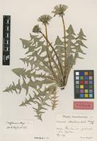Holotype of Taraxacum edytomum G.E.Haglund [family ASTERACEAE]