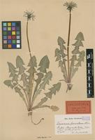 Lectotype of Taraxacum fasciatum Dahlst. [family ASTERACEAE]