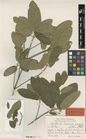 Type of Guettarda lacornea Urb. & Ekman [family RUBIACEAE]