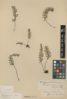 Filed as Pleopeltis polypodioides (L.) E.G.Andrews & Windham [family POLYPODIACEAE]