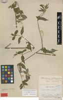 Type of Achyranthes cordobensis Standl. [family AMARANTHACEAE]