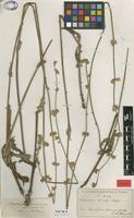 Syntype of Froelichia lanata (Kunth) Moq. var. procera Seub. & Mart. [family AMARANTHACEAE]