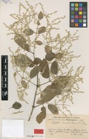 Type of Pfaffia occidentalis R.E.Fr. [family AMARANTHACEAE]