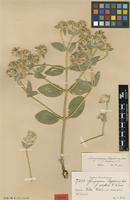 Syntype of Gomphrena regeliana Seub. f. albiflora R.E.Fr. [family AMARANTHACEAE]