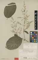 Type of Iresine macrophylla R.E.Fr. [family AMARANTHACEAE]