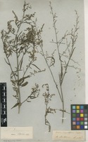 Filed as Iresine angustifolia Euphrasén [family AMARANTHACEAE]