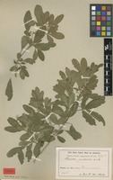 Syntype of Helietta puberula R.E.Fr. [family RUTACEAE]