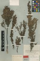 Isolectotype of Erica stenantha Klotzsch ex Benth. [family ERICACEAE]