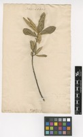 Filed as Kiggelaria africana L. [family ACHARIACEAE]