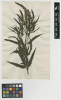 Filed as Veronica longifolia L. [family PLANTAGINACEAE]