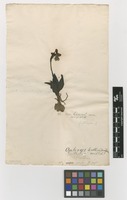 Filed as Ophrys tenthredinifera Willd. [family ORCHIDACEAE]