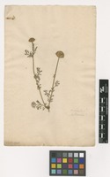 Filed as Anacyclus valentinus L. [family ASTERACEAE]