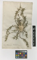 Filed as Carlina acaulis L. [family ASTERACEAE]