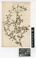 Filed as Potentilla supina L. [family ROSACEAE]