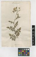 Filed as Solanum peruvianum L. [family SOLANACEAE]