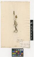 Filed as Plantago albicans L. [family PLANTAGINACEAE]