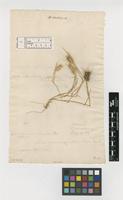 Filed as Hordeum murinum L. [family POACEAE]