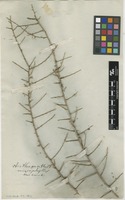 Filed as Oplonia microphylla (Lam.) Stearn [family ACANTHACEAE]