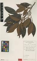 Isotype of Guioa misimaensis Welzen [family SAPINDACEAE]