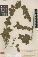 Syntype of Schinus ferox Hassl. [family ANACARDIACEAE]