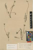 Isolectotype of Taraxacum rubicundum (Dahlst.) Dahlst. subsp. monspeliense Dahlst. [family ASTERACEAE]