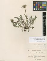 Filed as Taraxacum polyschistum Dahlst. f. oelandicum G.E.Haglund [family ASTERACEAE]