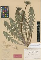 Holotype of Taraxacum grandifolium G.E.Haglund [family ASTERACEAE]