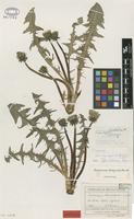 Isolectotype of Taraxacum hemipolyodon Dahlst. [family ASTERACEAE]