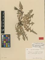 Isotype of Taraxacum insularum G.E.Haglund [family ASTERACEAE]