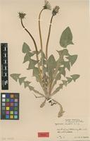 Isotype of Taraxacum nemorum G.E.Haglund [family ASTERACEAE]