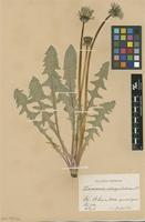Isolectotype of Taraxacum obliquilobum Dahlst. [family ASTERACEAE]