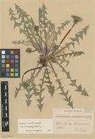Isolectotype of Taraxacum oinopolepis Dahlst. [family ASTERACEAE]
