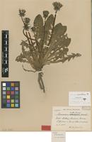 Paratype of Taraxacum orcadense Dahlst. [family ASTERACEAE]