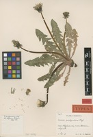 Holotype of Taraxacum pachymerum G.E.Haglund [family ASTERACEAE]