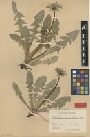Isolectotype of Taraxacum pannulatum Dahlst. [family ASTERACEAE]