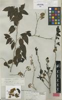 Isolectotype of Casearia eriophora C.Wright ex Griseb. [family SALICACEAE]