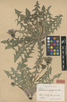 Isolectotype of Taraxacum polyodon Dahlst. [family ASTERACEAE]