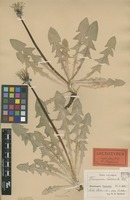 Lectotype of Taraxacum sellandii Dahlst. [family ASTERACEAE]