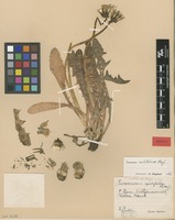 Isotype of Taraxacum sulitelmae G.E.Haglund [family ASTERACEAE]