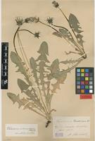 Isolectotype of Taraxacum tenebricans Dahlst. [family ASTERACEAE]