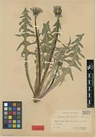 Isolectotype of Taraxacum trilobatum Palmgr. [family ASTERACEAE]