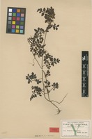 Isotype of Serjania adiantoides Radlk. [family SAPINDACEAE]