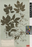 Syntype of Serjania corrugata Radlk. [family SAPINDACEAE]